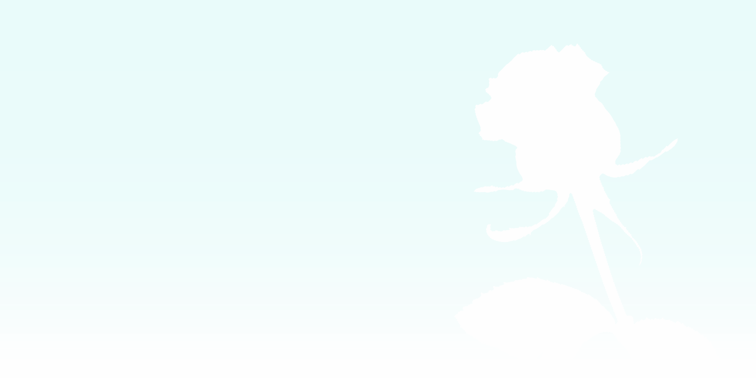 A light blue background with a white rose on top.